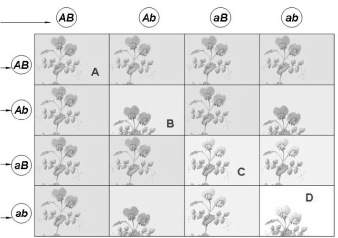 <strong>Which offspring in the illustration below are homozygous recessive for both traits?</strong> A)A B)B C)C D)D E)none of these