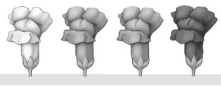 <strong>The illustration below shows the F<sub>2 </sub>phenotypes from a monohybrid cross in snapdragons.What type of inheritance produces such an outcome? </strong> A)complete dominance B)incomplete dominance C)multiple alleles D)continuous variation E)epistasis