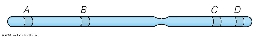 From the relative positions of genes on the chromosome illustration below, we expect