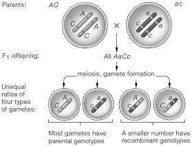 If the F<sub>1 </sub>gametes show a distribution pattern like that shown in the illustration below, then they present an example of