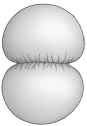 <strong>This illustration shows</strong> A)cytoplasmic division in an animal cell. B)a contractile ring mechanism. C)how chromosomes are dragged to the poles. D)cytoplasmic division in an animal cell and a contractile ring mechanism. E)cytoplasmic division in an animal cell and how chromosomes are dragged to the poles.