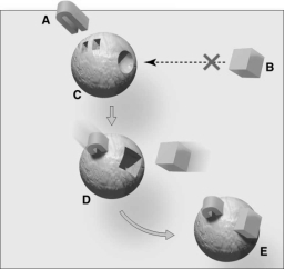 Questions refer to the figure above. -The substance indicated as A is a(n)