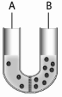 Exocytotic vesicles develop from the membranes of which of the following structures?