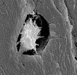 <strong>The cell in the figure above is involved in the formation of </strong> A)plants. B)protists. C)bone. D)bacteria. E)all of these.