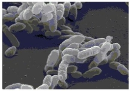 <strong>Figure 1.1 The bacterial shape of the cells in the scanning electron micrograph shown in Figure 1.1 would best be described as</strong> A)bacillus. B)spiral. C)coccus. D)ovoid. E)columnar.
