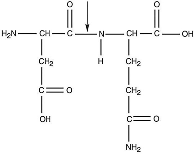 <strong>Figure 2.3 What kind of bond is at the arrow in Figure 2.3?</strong> A)disulfide bridge B)double covalent bond C)hydrogen bond D)ionic bond E)peptide bond