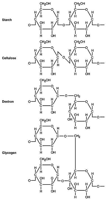 Figure 2.5 Use Figure 2.5 to answer the following.Starch,cellulose,dextran,and glycogen are polysaccharides.How are they similar? To what are their different properties due? Why can't an enzyme that hydrolyzes starch degrade cellulose?