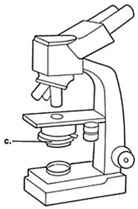 <strong>Figure 3.1 In Figure 3.1,line c points to the microscope's</strong> A)illuminator. B)condenser. C)ocular lens. D)objective lens.
