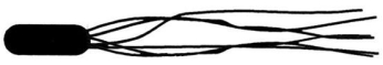 <strong>Figure 4.2 Which of the following terms best describes the cell in Figure 4.2?</strong> A)peritrichous flagella B)amphitrichous flagella C)lophotrichous flagella D)monotrichous flagellum E)axial filament