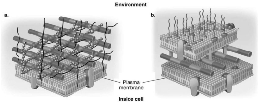 <strong>Figure 4.3 In Figure 4.3,which diagram of a cell wall contains porins?</strong> A)a B)b C)both a and b D)neither a nor b E)The answer cannot be determined based on the information provided.