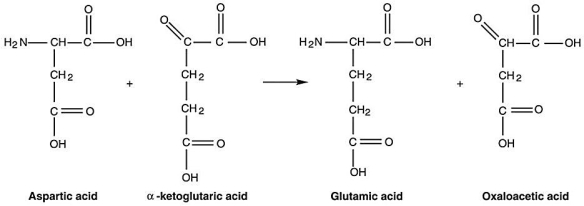 <strong>Figure 5.2 What type of reaction is in Figure 5.2?</strong> A)decarboxylation B)transamination C)dehydrogenation D)oxidation E)reduction