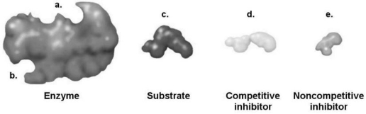 <strong>Figure 5.3 How would a noncompetitive inhibitor interfere with a reaction involving the enzyme shown in Figure 5.3?</strong> A)It would bind to a. B)It would bind to b. C)It would bind to c. D)It would bind to d. E)The answer cannot be determined based on the information provided.