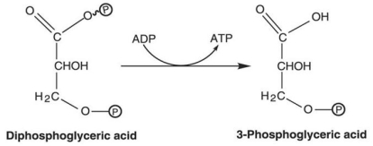<strong>Figure 5.4 How is ATP generated in the reaction shown in Figure 5.4?</strong> A)glycolysis B)fermentation C)photophosphorylation D)oxidative phosphorylation E)substrate-level phosphorylation