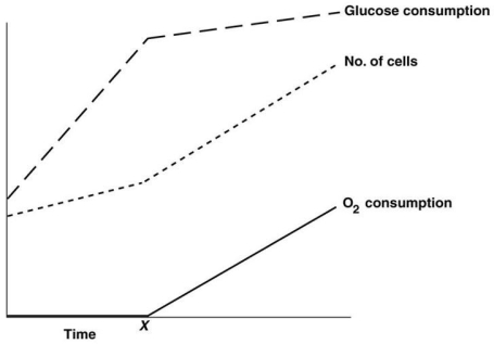 <strong>Figure 5.6 The rates of O₂ and glucose consumption by a bacterial culture are shown in Figure 5.6.Assume a bacterial culture was grown in a glucose medium without O₂.Then O₂ was added at the time marked X.The data indicate that</strong> A)these bacteria don't use O₂. B)these bacteria get more energy anaerobically. C)aerobic metabolism is more efficient than fermentation. D)these bacteria cannot grow anaerobically.