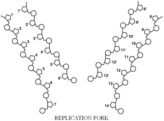 <strong>Figure 8.2 In Figure 8.2,base 5 (and ONLY the base)is covalently bound/attached to</strong> A)ribose. B)phosphate. C)deoxyribose. D)thymine. E)The answer cannot be determined based on the information provided.