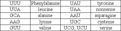 <strong>Table 8.2 Codons in mRNA molecule and their corresponding amino acids Refer to Table 8.2.If the sequence of amino acids encoded by a strand of DNA is serine-alanine-lysine-leucine,what is the order of bases in the sense strand of DNA?</strong> A)3' UGUGCAAAGUUA 5' B)3' AGACGTTTCAAT 5' C)3' TCTCGTTTGTTA 5' D)5' TGTGCTTTCTTA 3' E)5' AGAGCTTTGAAT 3'