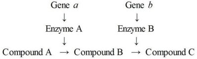 <strong>Figure 8.3 - Metabolic Pathway In Figure 8.3,if compound C reacts with the allosteric site of enzyme A,this would exemplify</strong> A)a mutation. B)repression. C)feedback inhibition. D)competitive inhibition. E)transcription.