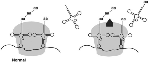 <strong>Figure 8.4 In Figure 8.4,the antibiotic chloramphenicol binds the 50S large subunit of a ribosome as shown (the light gray area is the large subunit,while the black shape is the drug).From this information you can conclude that chloramphenicol</strong> A)prevents transcription in eukaryotes. B)prevents translation in eukaryotes. C)prevents transcription in prokaryotes. D)prevents translation in prokaryotes. E)prevents mRNA-ribosome binding.