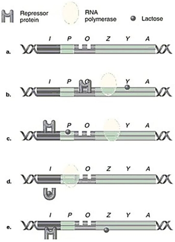 <strong>Figure 8.5 In Figure 8.5,which model of the lac operon correctly shows RNA polymerase,lactose,and repressor protein when the structural genes are being transcribed?</strong> A)a B)b C)c D)d E)e