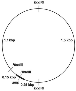 <strong>Figure 9.1 In Figure 9.1,after digestion with the appropriate restriction enzyme,what is the smallest piece containing the entire ampicillin-resistance (amp)gene?</strong> A)0)17 kbp B)0)25 kbp C)1)08 kbp D)1)50 kbp E)3)00 kbp
