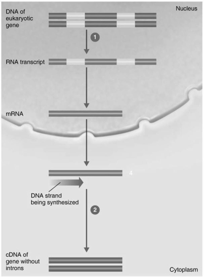 <strong>Figure 9.2 In Figure 9.2,the enzyme in step 1 is</strong> A)DNA polymerase. B)DNA ligase. C)RNA polymerase. D)reverse transcriptase. E)spliceosome.