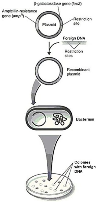 <strong>Figure 9.4 In Figure 9.4,the bacteria transformed with the recombinant plasmid and plated on media containing ampicillin and X-gal will</strong> A)form blue,ampicillin-resistant colonies. B)form blue,ampicillin-sensitive colonies. C)form white,ampicillin-resistant colonies. D)form white,ampicillin-sensitive colonies. E)not grow.