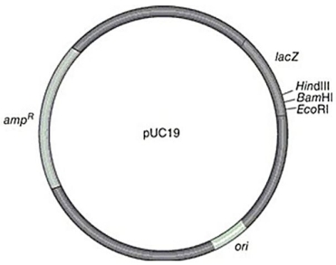 <strong>Figure 9.5 In Figure 9.5,the marker genes used for selecting recombinant DNA are</strong> A)HindIII,BamHI,and EcoRI. B)ampᴿ and lacZ. C)ori. D)ampᴿ and ori. E)lacZ and ori.