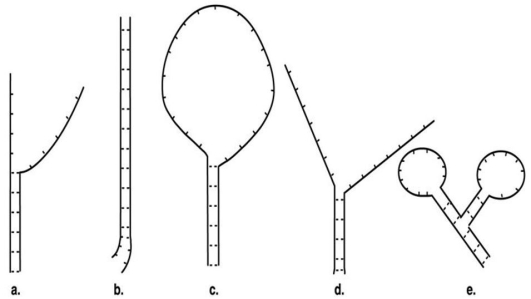 <strong>Figure 10.2 A nucleic acid hybridization experiment produced the following results.   In Figure 10.2,which figure shows the most closely related organisms?</strong> A)a B)b C)c D)d E)e <div style=padding-top: 35px> 