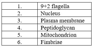 <strong>Table 10.1   In Table 10.1,which feature(s)is (are)found only in prokaryotes?</strong> A)1,2,3 B)4,6 C)2 D)1 E)2,4,5 <div style=padding-top: 35px> 