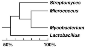<strong>Figure 10.4   In the cladogram shown in Figure 10.4,which two organisms are most closely related?</strong> A)Streptomyces and Micrococcus B)Micrococcus and Mycobacterium C)Mycobacterium and Lactobacillus D)Streptomyces and Lactobacillus E)Streptomyces and Mycobacterium <div style=padding-top: 35px> 