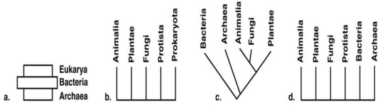 Figure 10.5   Choose one of the phylogenetic schemes in Figure 10.5 and explain why you feel it is preferable to the others.<div style=padding-top: 35px> 