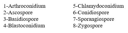 <strong>Table 12.1 In Table 12.1,which is a thick-walled spore formed as a segment within a hypha?</strong> A)1 B)3 C)5 D)7