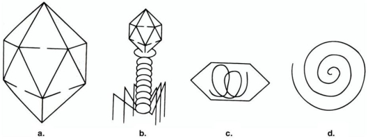 <strong>Figure 13.1 In Figure 13.1,which structure is a complex virus?</strong> A)a B)b C)c D)d E)All of the structures are complex viruses.