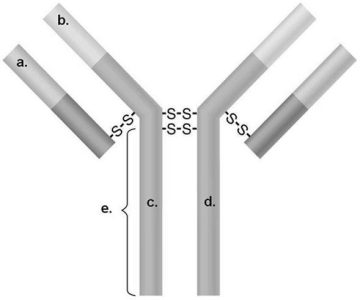 <strong>Figure 17.2   In Figure 17.2,which areas represent antigen-binding sites?</strong> A)a and b B)a and c C)b and c D)c and d E)b and d <div style=padding-top: 35px> 