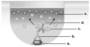 <strong>Figure 18.1 In Figure 18.1,which component represents the substrate for the enzyme in the assay?</strong> A)a B)b C)c D)d E)e