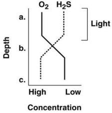 <strong>Figure 27.2 Where are photosynthetic bacteria most likely to be found in Figure 27.2?</strong> A)a B)b C)c D)a and b E)b and c