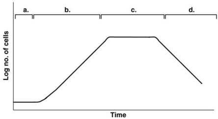 <strong>Figure 28.1 In Figure 28.1,assume the cells are your desired product and you want to maintain a continuous culture.Remember,the top lines/markings indicate the different phases observed in the curve below them.When would you harvest cells to maximize your yield?</strong> A)a B)b C)c D)d