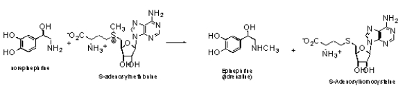 For the transformation of norepinephrine to epinephrine (adrenaline),what is the likely mechanism?