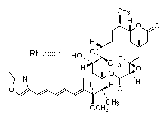 <strong>How many stereogenic (chiral)centers are found in Rhizoxin? </strong> A) 5 B) 7 C) 9 D) 11 E) 14