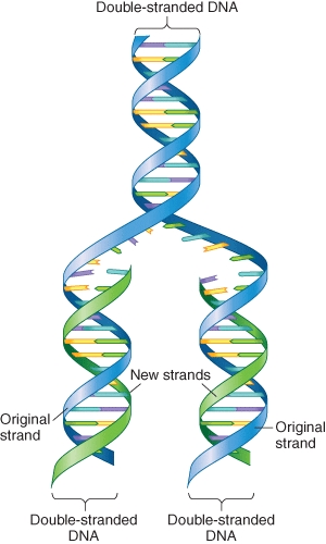 <strong>You are a scientific illustrator working on this figure.Your primary intention when revising this figure is to emphasize the concept of semi-concervative replication.What color changes would you make to the figure to enhance comprehension? </strong> A)make all DNA strands blue in the figure B)make the dsDNA a blue-green hybrid and each newly synthesized strand of the color that makes the new dsDNA blue-green hybrid in appearance too C)change all DNA strands to be different colors D)do not make any changes,semi-conservative replication is clearly conceptualized E)all suggestions are equally informative