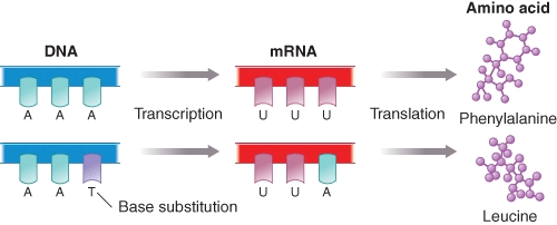 <strong>The figure shown here relates to the flow of information from DNA to RNA to protein.Select the correct alternative scenario(s)for insertion of leucine instead of phenylalanine during translation. </strong> A)Error prone RNA polymerase creates a mutant mRNA from a correct DNA template B)Mutated tRNA introduces leucine instead of phenylalanine against the correct mRNA sequence C)Mutated ribosome creates a environment where mRNA-tRNA mismatches occur infrequently D)Both a and b are possible correct scenarios E)All of these possibilities could explain the translational error