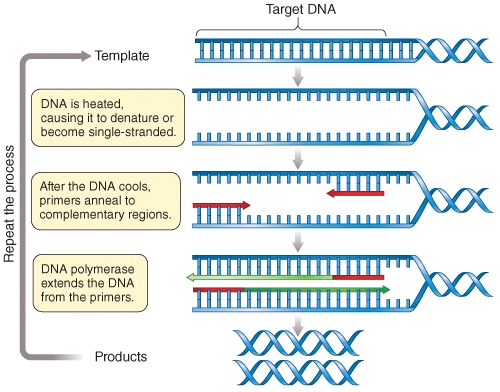 <strong>Figure B1.1 represents an artist's attempt to illustrate the process of PCR.How many errors/omissions do you notice in this figure? (Select all that apply) </strong> A)DNA strands are not fully denatured B)Primers are not shown in the illlustration C)PCR products are not shown in the illustration D)Taq polymerase is not shown in the illustration E)dNTPs are not shown in the illustration