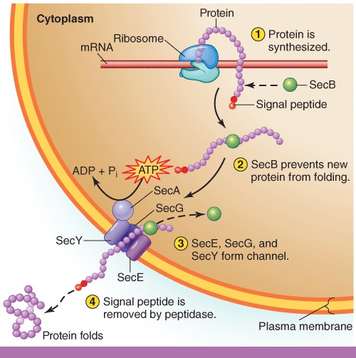 <strong>Which protein shown in this figure can be termed a molecular chaperone?  </strong> A)SecA B)SecB C)ATPase D)SecY E)SecE <div style=padding-top: 35px> 