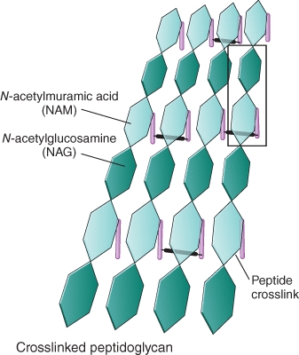 <strong>Which structure should the label Peptide crosslink be pointing to?  </strong> A)Light green hexagon B)Dark green hexagon C)Pink vertical structure D)Black horizontal structure E)None of these choices is correct <div style=padding-top: 35px> 