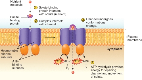 <strong>Which of the molecule(s)shown in this figure is exerting an allosteric effect on channel opening? (Select all that apply)  </strong> A)nutrient B)solute binding protein C)hydrophobic protein unit D)ATP binding protein unit E)None is acting allosterically <div style=padding-top: 35px> 