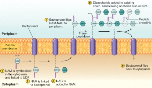 <strong>Which of these molecules has been modified by kinase activity? (Select all that apply)  </strong> A)NAM B)UDP C)Bactoprenol D)Transpeptidase E)None is a correct choice <div style=padding-top: 35px> 