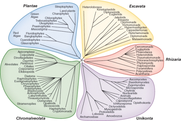 <strong>Which organism appears displays the oldest evolutionary ancestry? </strong> A)Lobosea B)Glaucophytes C)Kinetoplasids D)Labyrintholids E)Oxymonads