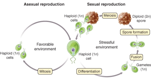 <strong>Are the cells which emerge from the Chlamydomonas cyst genetically identical to those which entered it? Identify the correct statement: </strong> A)None will have the same genetic makeup as the cells which began the adaptive cycle B)All will have the same genetic makeup as the cells which began the adaptive cycle C)Some may have the same genetic makeup as the cells which began the adaptive cycle D)No cells survive the unfavorable environmental change E)Mitosis occurs within the cyst,no genetic alterations will occur