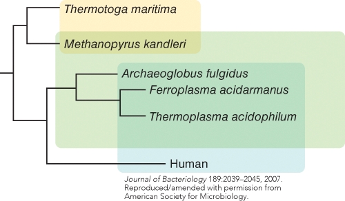 <strong>Which conclusion might reliably be drawn from the data shown in this figure? (Select all that apply) </strong> A)all Archaeal species evolved through a rapid radiative burst B)Archaeal species evolved over long periods of times C)Archaeal divergence from Bacteria took less time than Eukaryal divergence from Archaea D)Archaea are evolutionarily equidistant from Eukarya and Bacteria E)All are correct conclusions