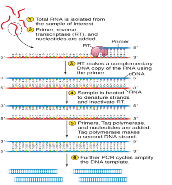 <strong>Examine this figure critically.Which aspect of the figure seems unsuitable for RT-PCR of viral genomes? </strong> A)use of reverse transcriptase B)poly-T primer C)use of Taq polymerase D)use of dNTP nucleotides E)use of multiple PCR cycles Anwer: b